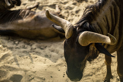 View of a horse on field
