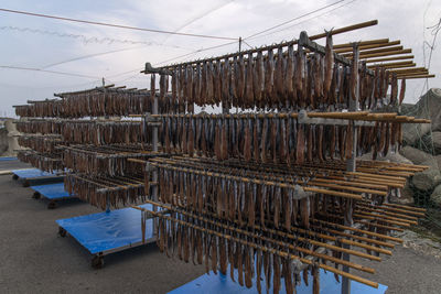 View of drying fishes which are herrings and saury