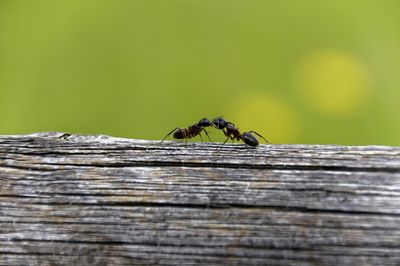 Close-up of ant on wood