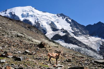 View of a horse on snow covered mountain