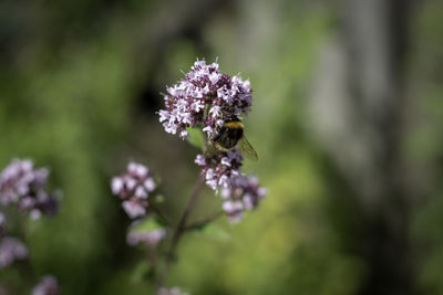 Close-up of bee pollinating on purple flower