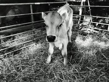 Portrait of horse in pen