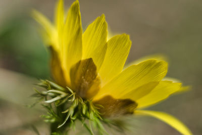 Close-up of yellow flowering plant