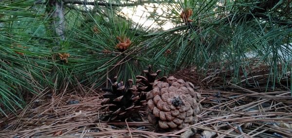 High angle view of pine cone on tree in field