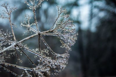 Close-up of frozen twig