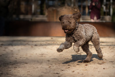 Dog running on a land