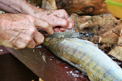 Close-up of man hand gutting fish