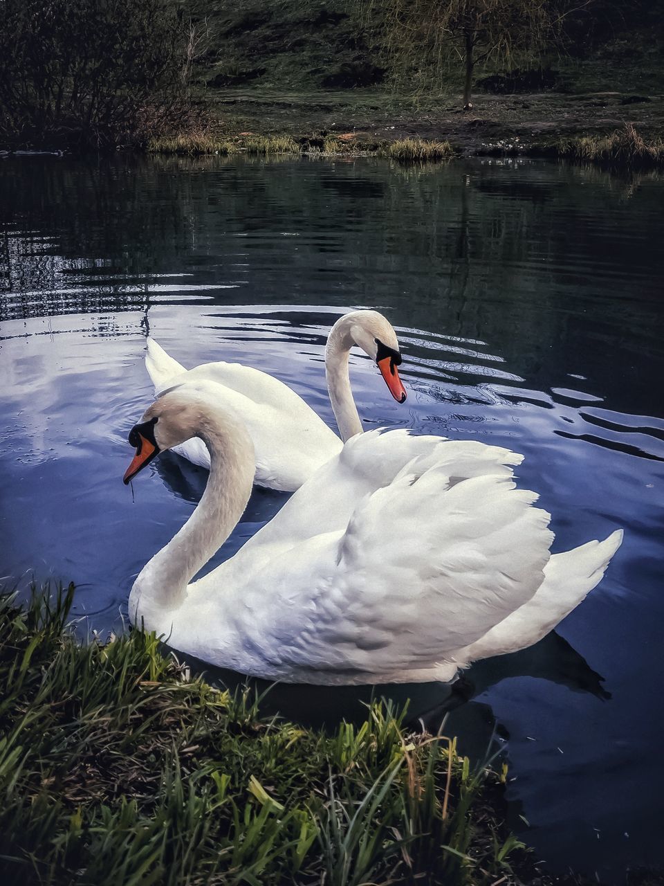 SWANS SWIMMING IN LAKE