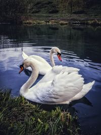 Swan floating on lake