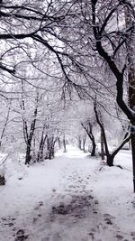 Bare trees on snow covered land