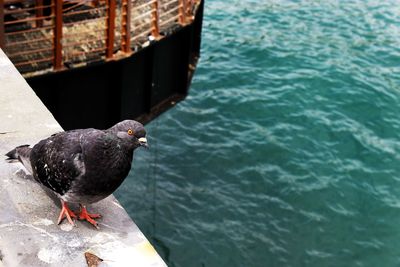 High angle view of bird perching in a water