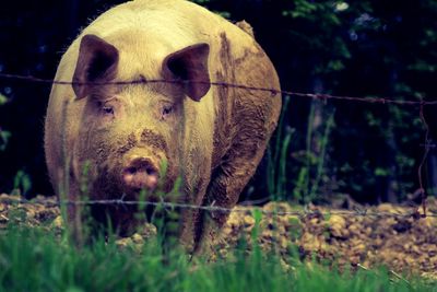 Close-up of pig at farm