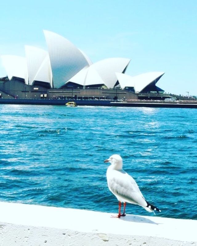 SEAGULL PERCHING ON A A BUILDING