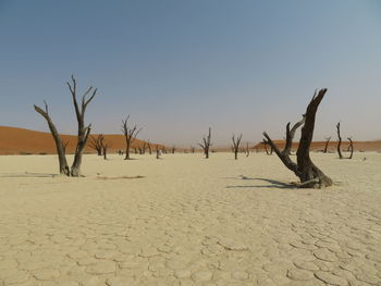 Bare trees on desert against clear sky