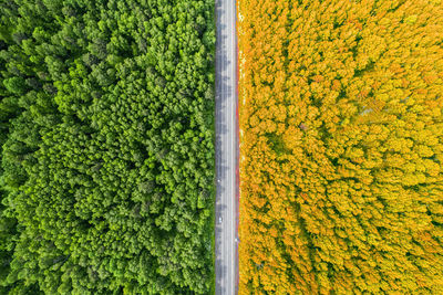 High angle view of flowering plants on field