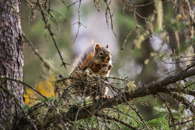 Low angle view of squirrel on tree