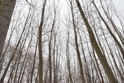 Low angle view of bamboo trees in forest