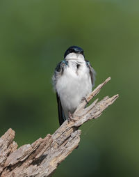 Close-up of bird perching on branch