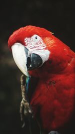 Close up of a bird