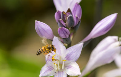 Close-up of bee pollinating on purple flower