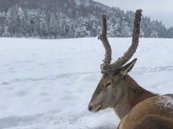 View of deer on snow covered land