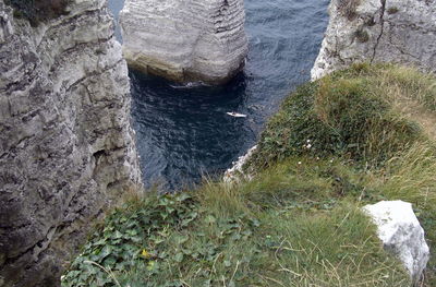 Full frame shot of tree