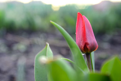 Close-up of red flower bud