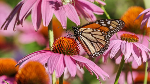 Close-up of butterfly pollinating on pink flower