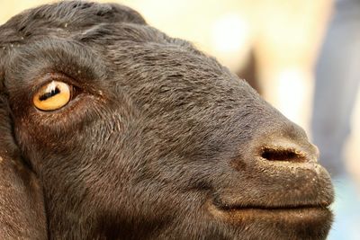 Close-up portrait of a horse