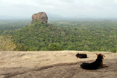 View of a sheep on rock