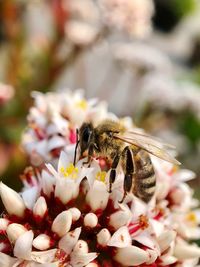 Close-up of bee pollinating on flower