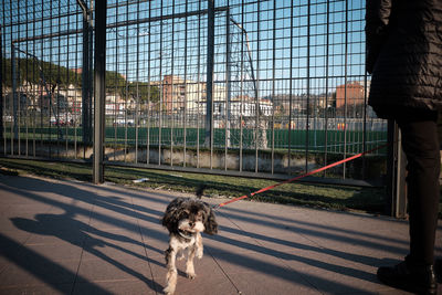 Dog on landscape seen through fence