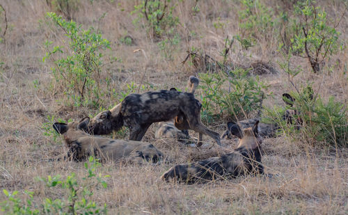 Hyena on field in forest