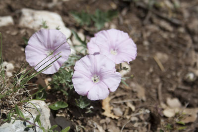 Close-up of purple crocus blooming outdoors