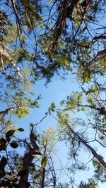 Low angle view of tree against sky
