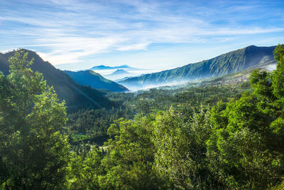 Scenic view of forest against sky