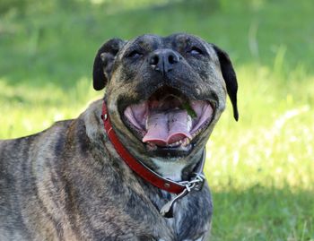 Close-up of black dog on field