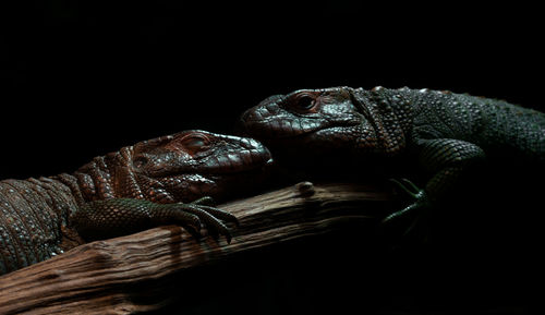 Side view of a lizard on black background
