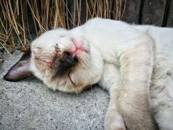 Close-up of cat lying down