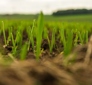 Close-up of crops growing on field