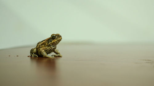 Close-up of lizard on rock