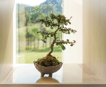 Close-up of potted plant on table