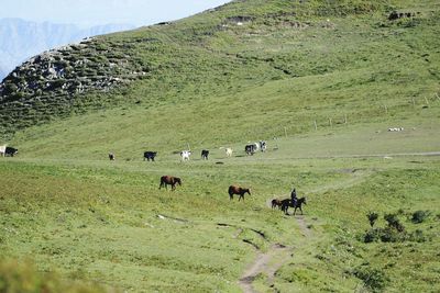 Cows grazing on field against sky