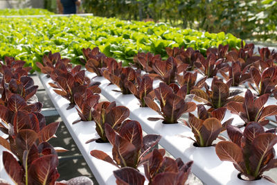 High angle view of plants growing on field