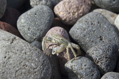 Close-up of crab on rocks
