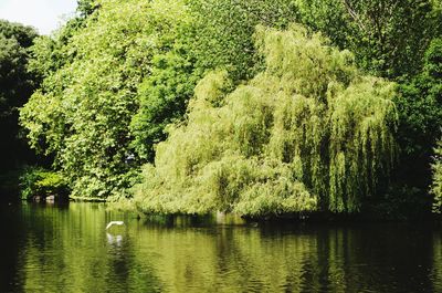 Scenic view of lake