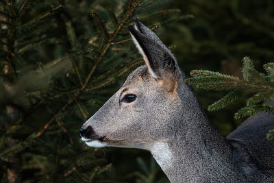 Close-up of deer