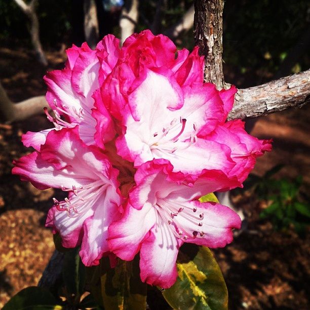 flower, petal, fragility, focus on foreground, flower head, close-up, freshness, growth, pink color, beauty in nature, nature, blooming, in bloom, plant, botany, park - man made space, day, outdoors, blossom, rose - flower