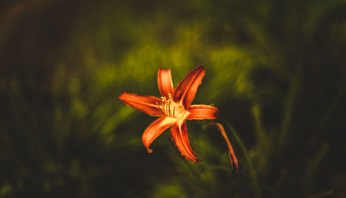 Close-up of flower against blurred background