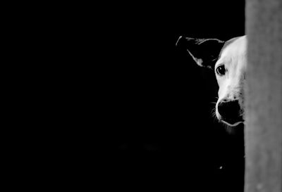 Close-up portrait of dog